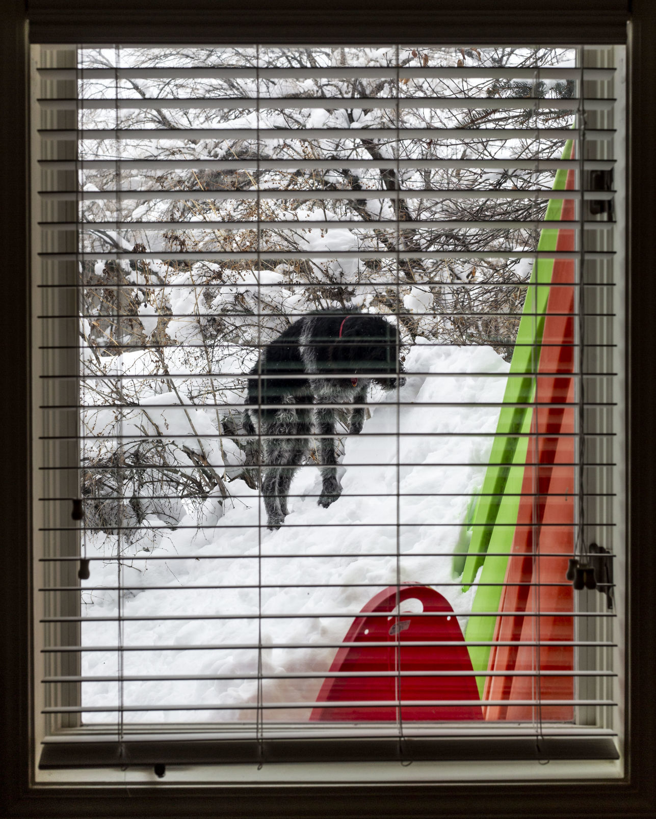 Snow in Jackson, Wyoming